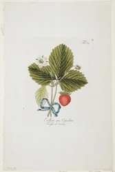 Erdbeer aus Carolina from 